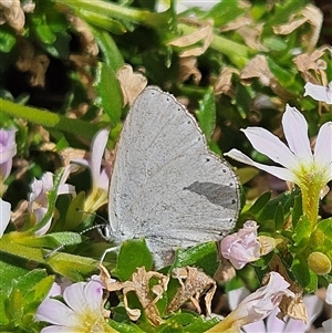 Candalides heathi at Mount Annan, NSW - 3 Oct 2024