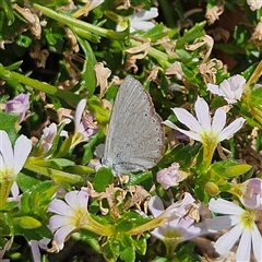 Candalides heathi at Mount Annan, NSW - 3 Oct 2024