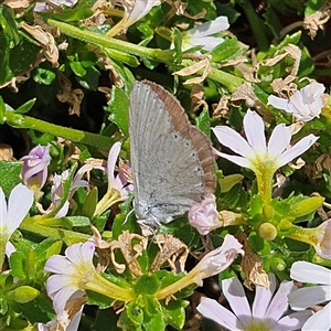 Candalides heathi at Mount Annan, NSW - 3 Oct 2024