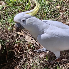 Cacatua galerita (Sulphur-crested Cockatoo) at Mount Annan, NSW - 3 Oct 2024 by MatthewFrawley