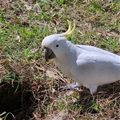 Cacatua galerita at Mount Annan, NSW - 3 Oct 2024