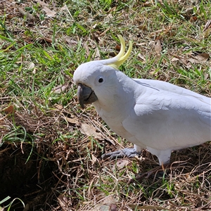 Cacatua galerita at Mount Annan, NSW - 3 Oct 2024