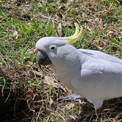 Cacatua galerita at Mount Annan, NSW - 3 Oct 2024