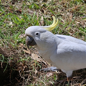 Cacatua galerita at Mount Annan, NSW - 3 Oct 2024