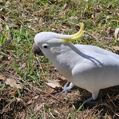 Cacatua galerita at Mount Annan, NSW - 3 Oct 2024