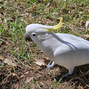 Cacatua galerita at Mount Annan, NSW - 3 Oct 2024