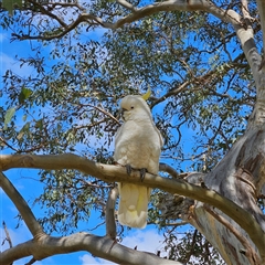 Cacatua galerita at Mount Annan, NSW - 3 Oct 2024