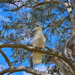 Cacatua galerita at Mount Annan, NSW - 3 Oct 2024 10:17 AM