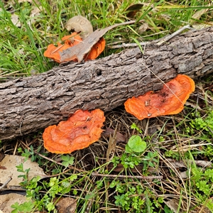 Trametes coccinea (Scarlet Bracket) at Mount Annan, NSW by MatthewFrawley