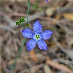 Linum marginale (Native Flax) at Mount Annan, NSW - 2 Oct 2024 by MatthewFrawley