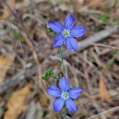 Linum marginale at Mount Annan, NSW - 3 Oct 2024