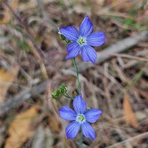 Linum marginale at Mount Annan, NSW - 3 Oct 2024