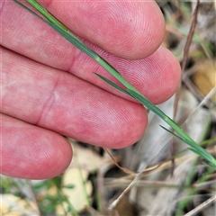 Linum marginale at Mount Annan, NSW - 3 Oct 2024