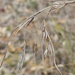 Themeda triandra (Kangaroo Grass) at Mount Annan, NSW - 2 Oct 2024 by MatthewFrawley