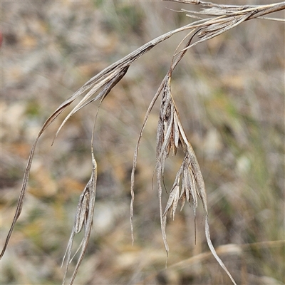 Themeda triandra (Kangaroo Grass) at Mount Annan, NSW - 2 Oct 2024 by MatthewFrawley