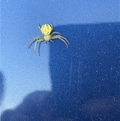 Lehtinelagia sp. (genus) (Flower Spider or Crab Spider) at Fyshwick, ACT - 3 Oct 2024 by shintoscared