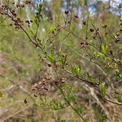 Bursaria spinosa at Mount Annan, NSW - 2 Oct 2024 by MatthewFrawley