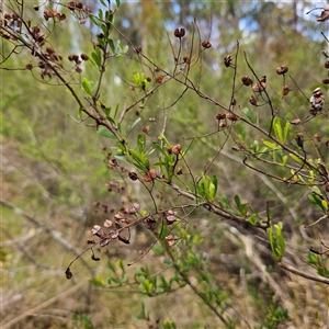 Bursaria spinosa at Mount Annan, NSW by MatthewFrawley