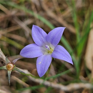 Wahlenbergia sp. at Mount Annan, NSW by MatthewFrawley