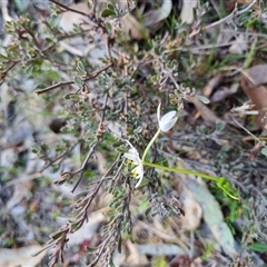 Wurmbea dioica subsp. dioica at Bungendore, NSW - 3 Oct 2024