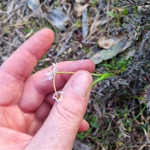 Wurmbea dioica subsp. dioica at Bungendore, NSW - 3 Oct 2024