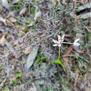 Wurmbea dioica subsp. dioica at Bungendore, NSW - 3 Oct 2024