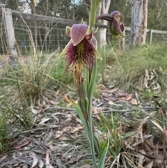 Calochilus platychilus at Mittagong, NSW - 3 Oct 2024 by Span102