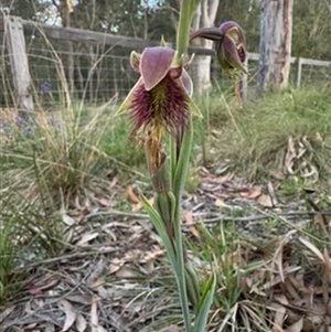 Calochilus paludosus at Mittagong, NSW - suppressed