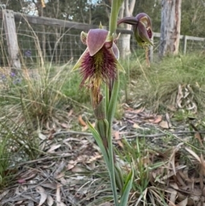 Calochilus platychilus at Mittagong, NSW - 3 Oct 2024 by Span102