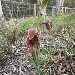 Calochilus paludosus at Mittagong, NSW - suppressed