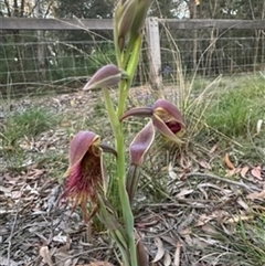 Calochilus paludosus at Mittagong, NSW - suppressed