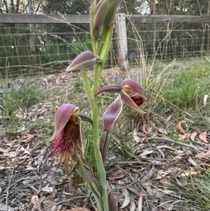 Calochilus paludosus at Mittagong, NSW - suppressed