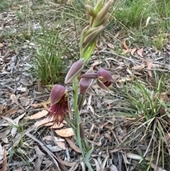 Calochilus paludosus at Mittagong, NSW - suppressed