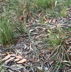 Calochilus paludosus at Mittagong, NSW - suppressed