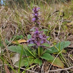 Ajuga australis at Mount Annan, NSW - 2 Oct 2024 by MatthewFrawley