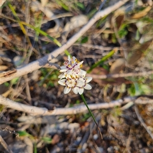 Wurmbea dioica subsp. dioica at Bungendore, NSW - 3 Oct 2024