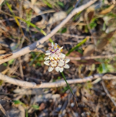 Wurmbea dioica subsp. dioica (Early Nancy) at Bungendore, NSW - 3 Oct 2024 by clarehoneydove