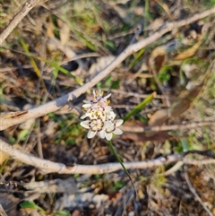 Wurmbea dioica subsp. dioica at Bungendore, NSW - 3 Oct 2024