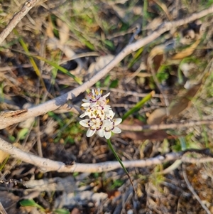 Wurmbea dioica subsp. dioica at Bungendore, NSW - suppressed