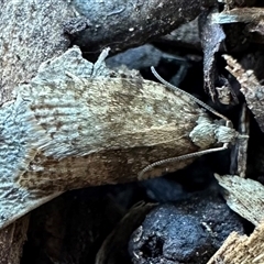 Tarachota mersana (A Tortricid moth (Tortricinae)) at Ainslie, ACT - 28 Sep 2024 by Pirom