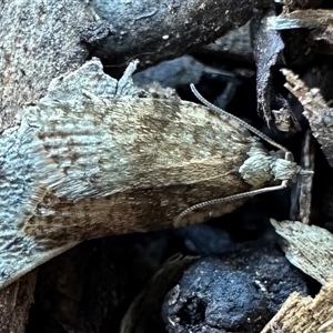 Tarachota mersana at Ainslie, ACT - 28 Sep 2024