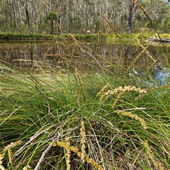 Carex appressa (Tall Sedge) at Mount Annan, NSW - 3 Oct 2024 by MatthewFrawley