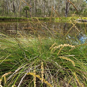 Carex appressa at Mount Annan, NSW - 3 Oct 2024 09:07 AM