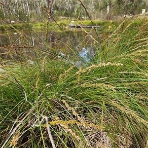 Carex appressa at Mount Annan, NSW - 3 Oct 2024 09:07 AM