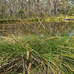 Carex appressa at Mount Annan, NSW - 3 Oct 2024 09:07 AM