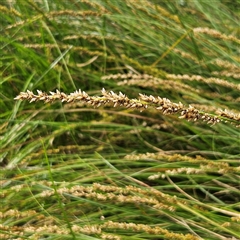 Carex appressa at Mount Annan, NSW - 3 Oct 2024 09:07 AM