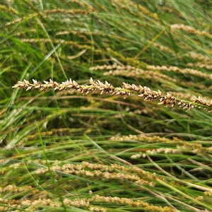 Carex appressa at Mount Annan, NSW - 3 Oct 2024 09:07 AM