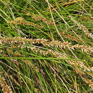 Carex appressa at Mount Annan, NSW - 3 Oct 2024 09:07 AM