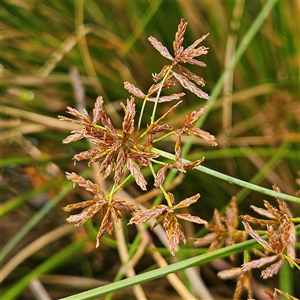 Cyperus sp. at Mount Annan, NSW by MatthewFrawley