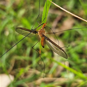 Unidentified Scorpionfly and Hangingfly (Mecoptera) at Mount Annan, NSW by MatthewFrawley